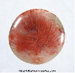 Agatized Coral Cabochon Agatized Coral Cabochon