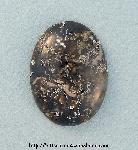 Agatized Seashell Agatized Seashell