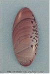 Apache Sage Cabochon Apache Sage Cabochon