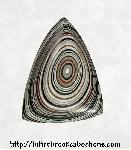 Fordite Cabochon Fordite Cabochon