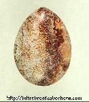 Lace Agate Cabochon Lace Agate Cabochon