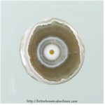 Ocean Jasper Ocean Jasper