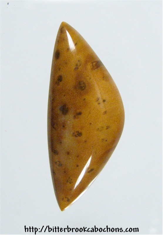 Petrified Palmwood Cabochon