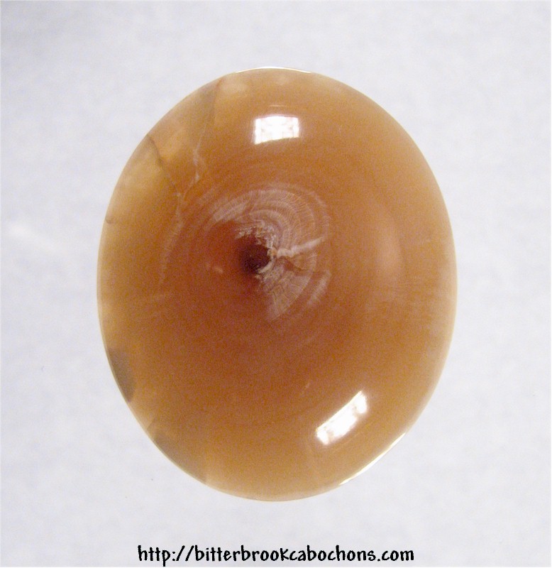 Petrified Wood Cabochon