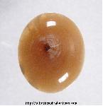 Petrified Wood Cabochon Petrified Wood Cabochon