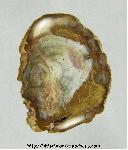 Petrified Wood Cabochon Petrified Wood Cabochon