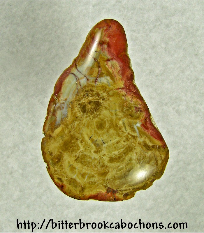 Petrified Wood Cabochon