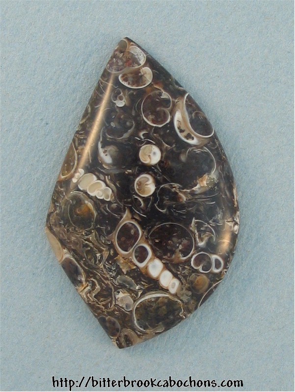 Turritella Jasper