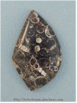 Turritella Jasper Turritella Jasper