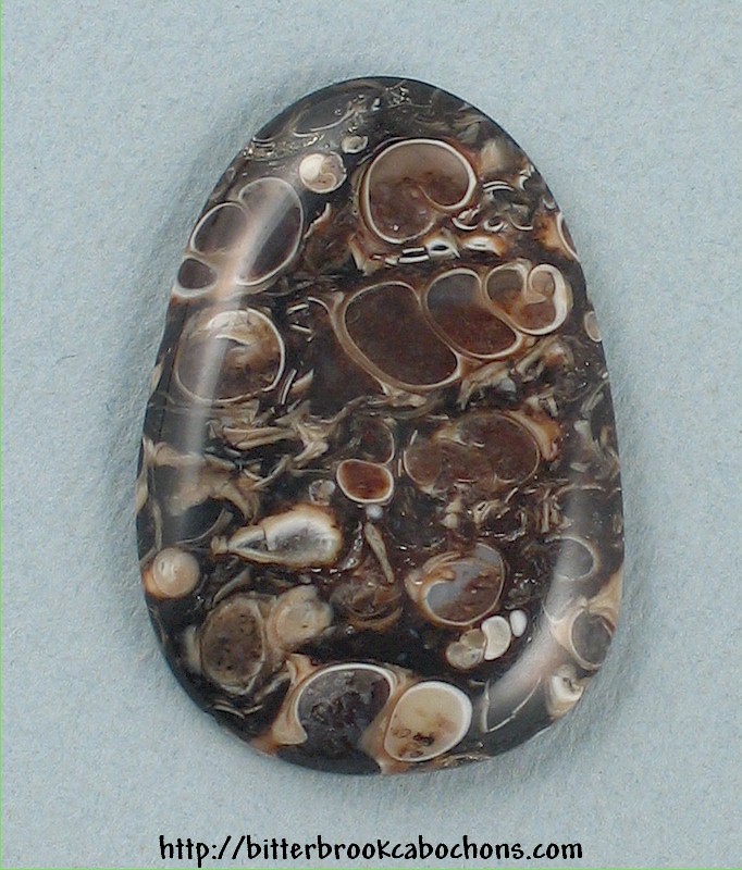 Turritella Jasper