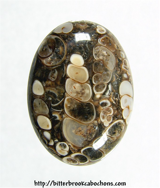 Turritella Jasper