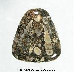 Turritella Jasper Cabochon Turritella Jasper Cabochon