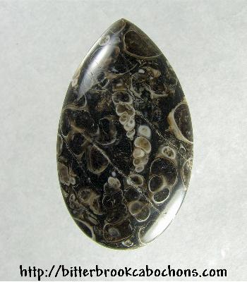 Turritella Jasper Cabochon